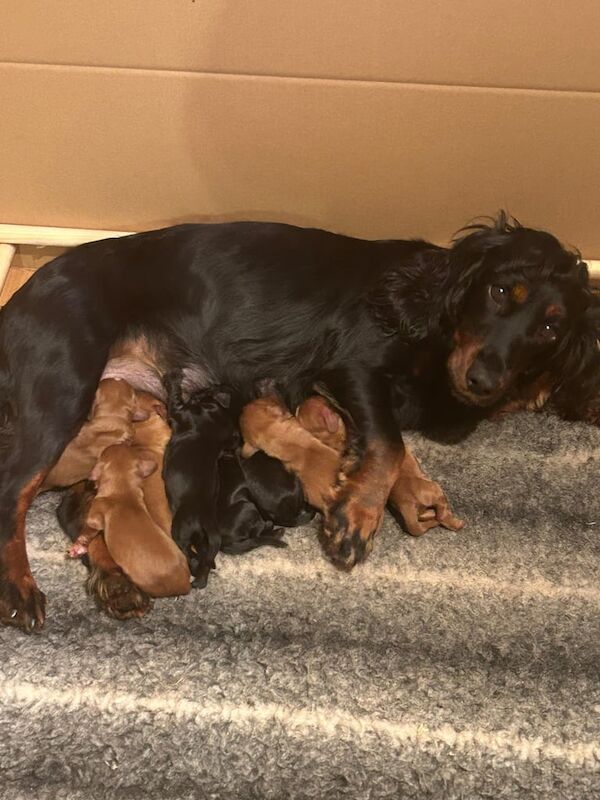 Cocker Spaniel puppies for sale in Blandford Forum, Dorset – 4 days old