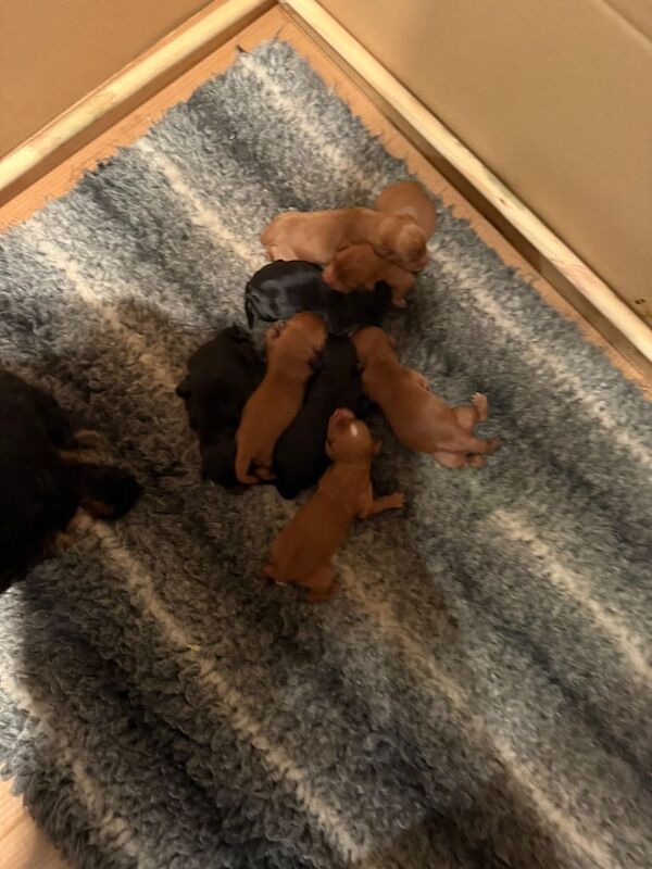 Cocker Spaniel puppies for sale in Blandford Forum, Dorset – 1 week old - Image 2 of 3