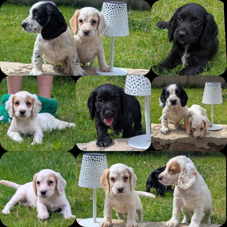 Cocker Spaniel puppies for sale in Bishop Auckland, Durham – 8 weeks old