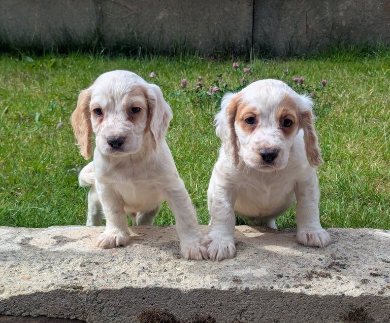 Cocker Spaniel puppies for sale in Bishop Auckland, Durham – 8 weeks old - Image 2 of 3