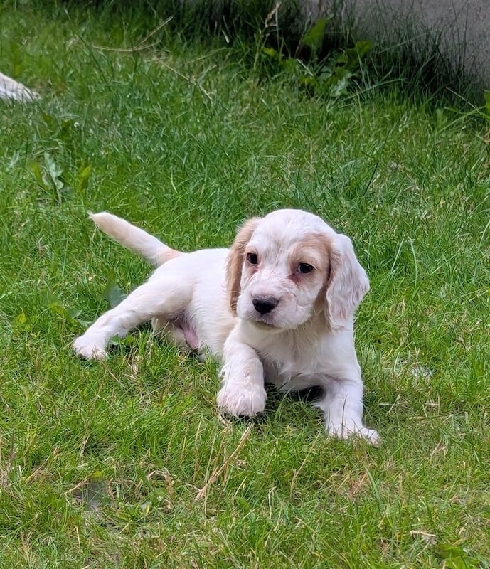 Cocker Spaniel puppies for sale in Bishop Auckland, Durham – 8 weeks old - Image 3 of 3