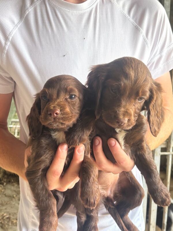 Cocker Spaniel puppies for sale in Dartford, Kent – 8 weeks old