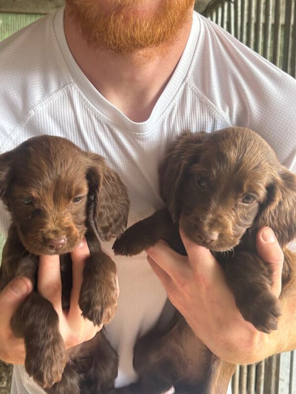 Cocker Spaniel puppies for sale in Dartford, Kent – 8 weeks old - Image 2 of 3