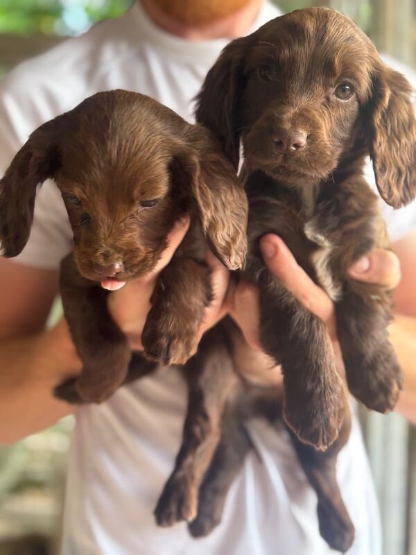 Cocker Spaniel puppies for sale in Dartford, Kent – 8 weeks old - Image 3 of 3