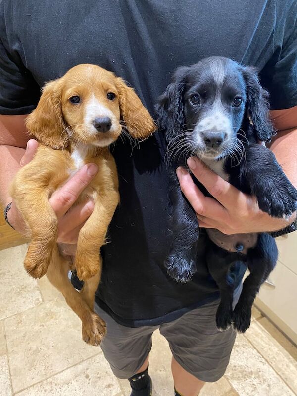 Cocker Spaniel puppies for sale in Shropshire – KC registered, 10 weeks old