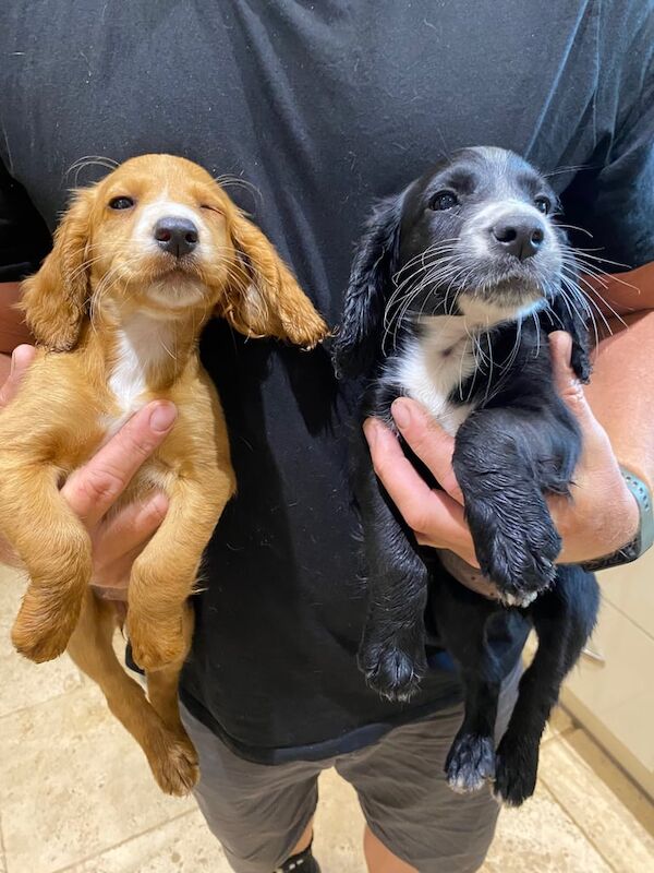 Cocker Spaniel puppies for sale in Shropshire – KC registered, 10 weeks old - Image 2 of 3