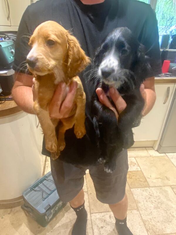 Cocker Spaniel puppies for sale in Shropshire – KC registered, 10 weeks old - Image 3 of 3