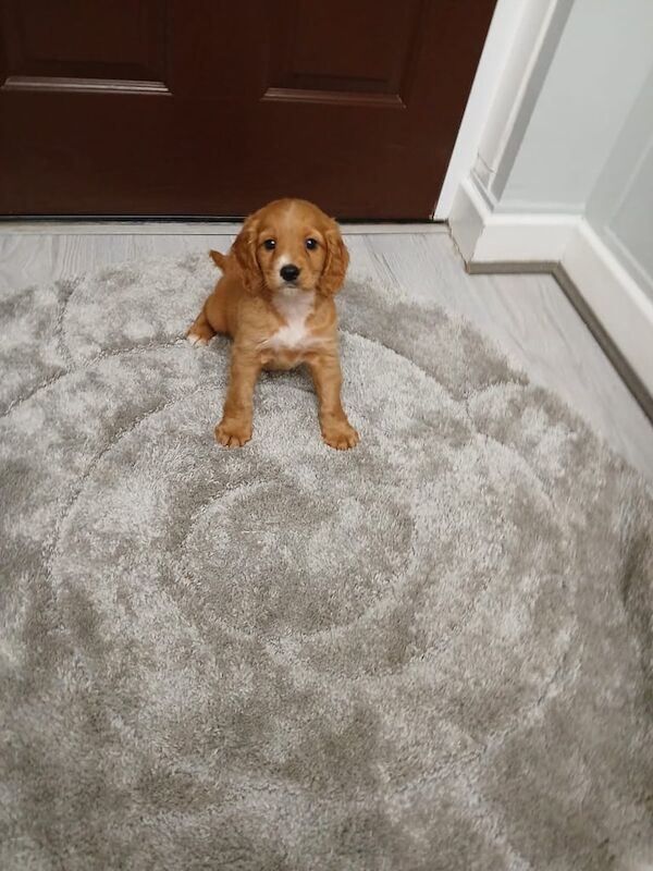 Cocker Spaniel puppies for sale in Moneymore, County Londonderry – 9 weeks old - Image 2 of 3