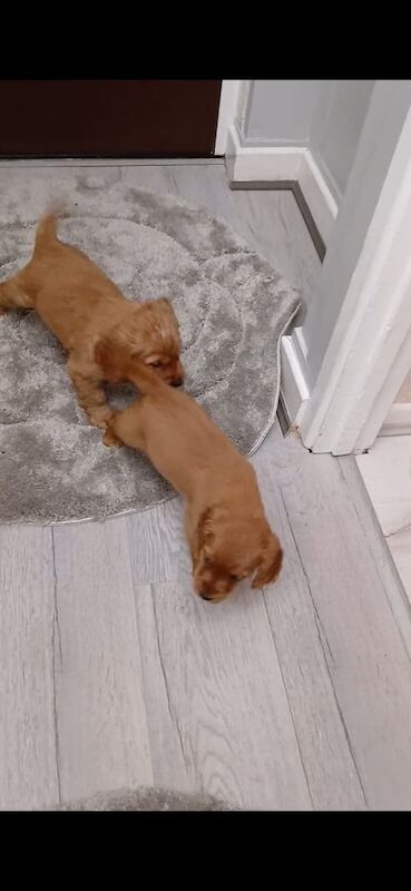 Cocker Spaniel puppies for sale in Moneymore, County Londonderry – 9 weeks old - Image 3 of 3