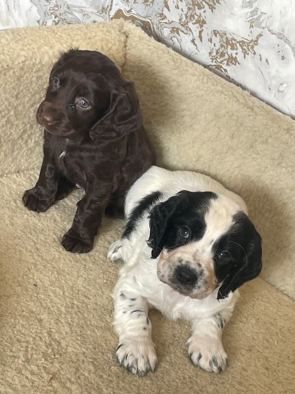 Cocker Spaniel puppies for sale in Spennymoor, Durham – 8 weeks old