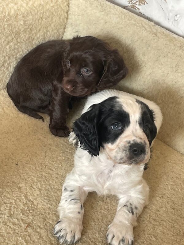 Cocker Spaniel puppies for sale in Spennymoor, Durham – 8 weeks old - Image 2 of 3
