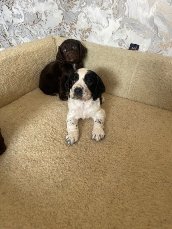 Cocker Spaniel puppies for sale in Spennymoor, Durham – 8 weeks old - Image 3 of 3