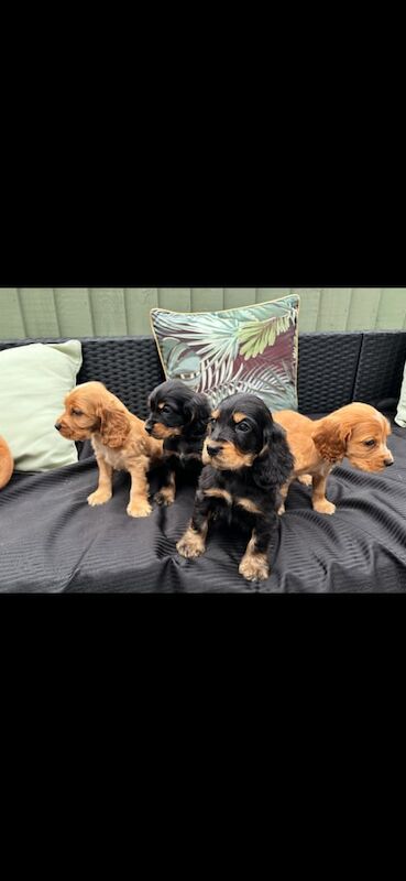 Cocker Spaniel puppies for sale in Swansea / Abertawe, West Glamorgan – 8 weeks old - Image 2 of 3