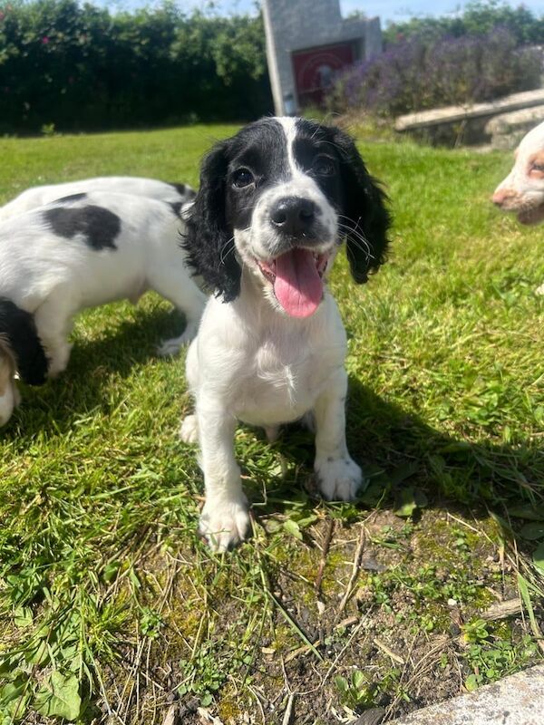 Cocker Spaniel puppies for sale in Dromore , County Tyrone – KC registered, 9 weeks old