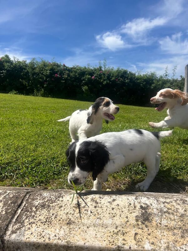 Cocker Spaniel puppies for sale in Dromore , County Tyrone – KC registered, 9 weeks old - Image 2 of 3