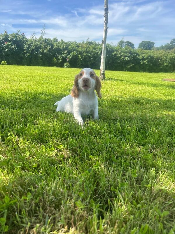 Cocker Spaniel puppies for sale in Dromore , County Tyrone – KC registered, 9 weeks old - Image 3 of 3