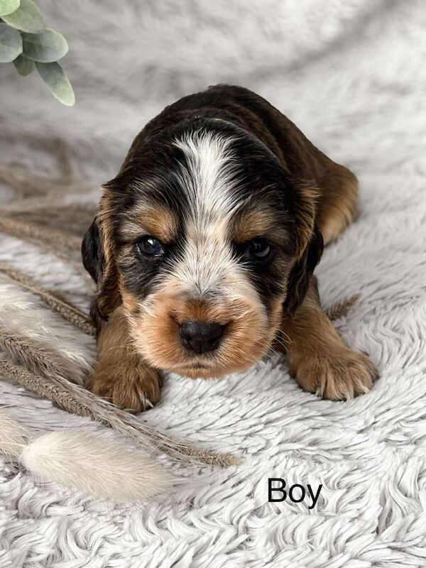 Cocker Spaniel puppies for sale in Banff, Banffshire – 4 weeks old