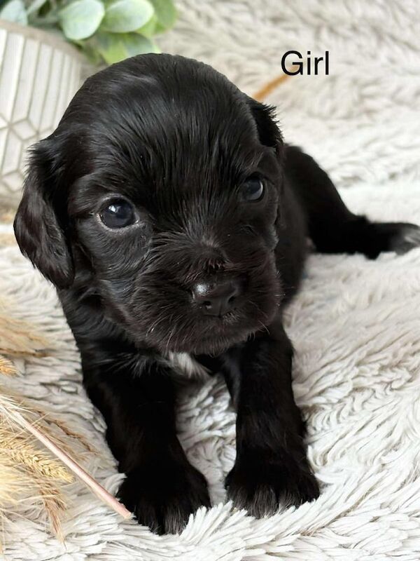 Cocker Spaniel puppies for sale in Banff, Banffshire – 4 weeks old - Image 2 of 3