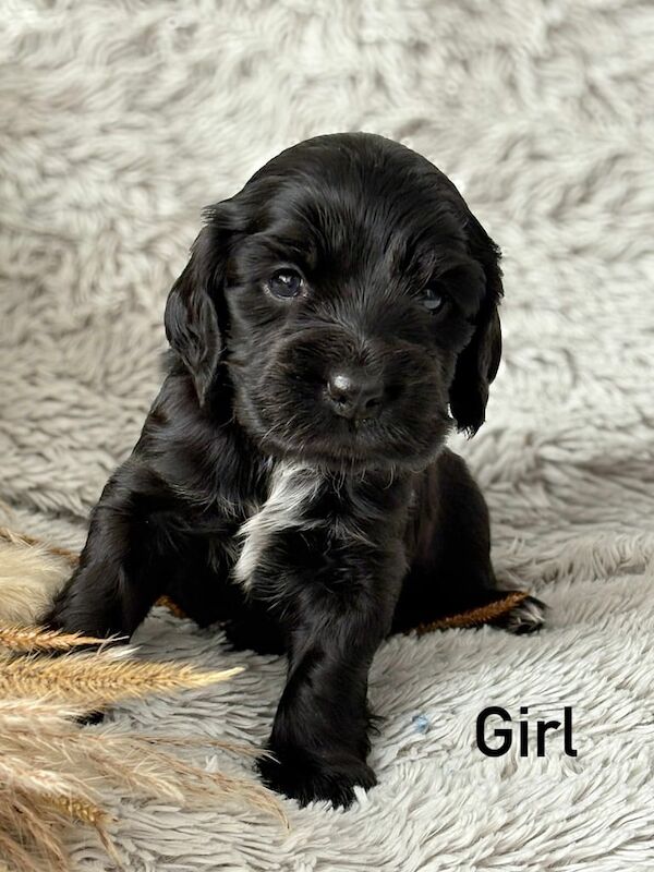 Cocker Spaniel puppies for sale in Banff, Banffshire – 4 weeks old - Image 3 of 3