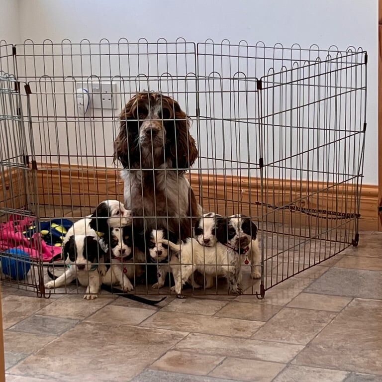 Cocker Spaniel puppies for sale in Carlisle, Cumbria – 8 weeks old