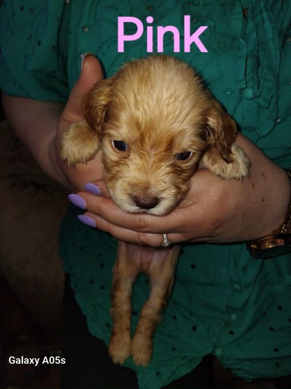 Cocker Spaniel puppies for sale in Stafford, Staffordshire – 8 weeks old - Image 2 of 3