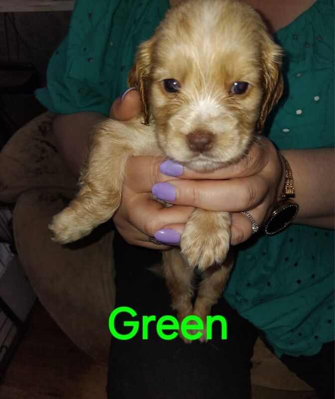 Cocker Spaniel puppies for sale in Stafford, Staffordshire – 8 weeks old - Image 3 of 3