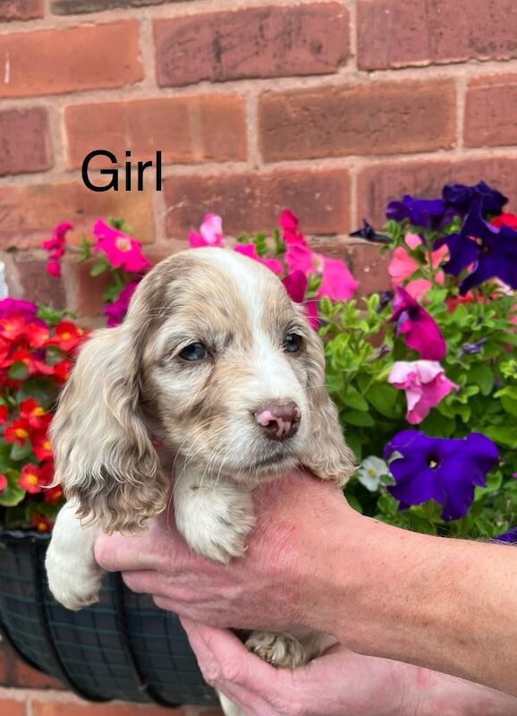 Cocker Spaniel puppies for sale in Worksop, Nottinghamshire – 8 weeks old