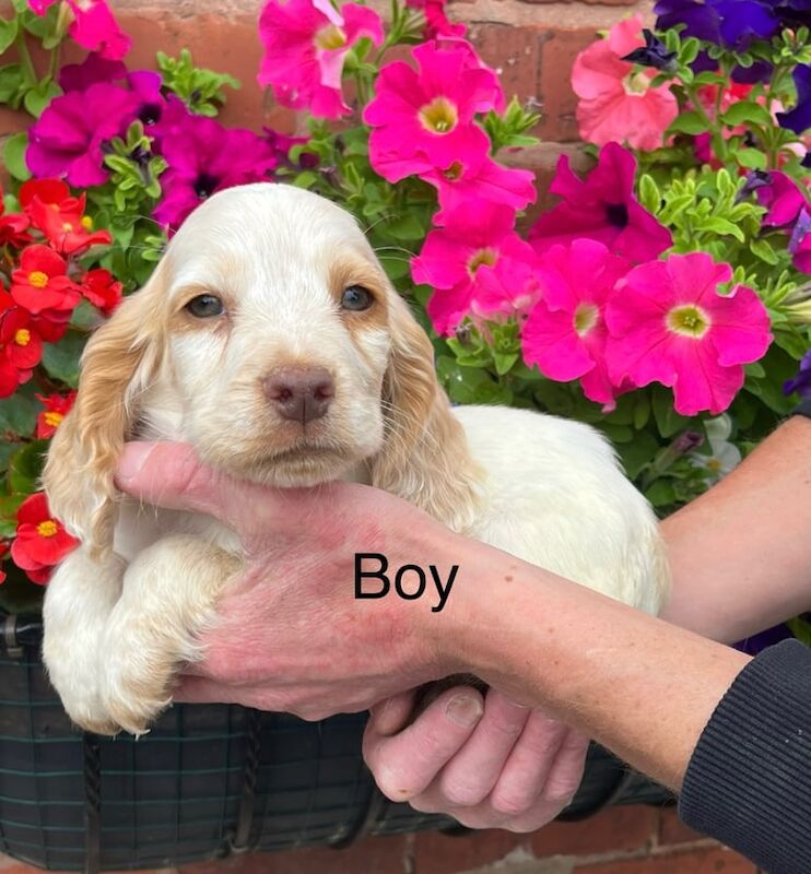 Cocker Spaniel puppies for sale in Worksop, Nottinghamshire – 8 weeks old - Image 2 of 3