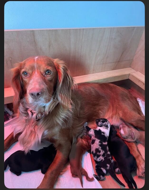 Cocker Spaniel puppies for sale in Street, Somerset – 7 weeks old