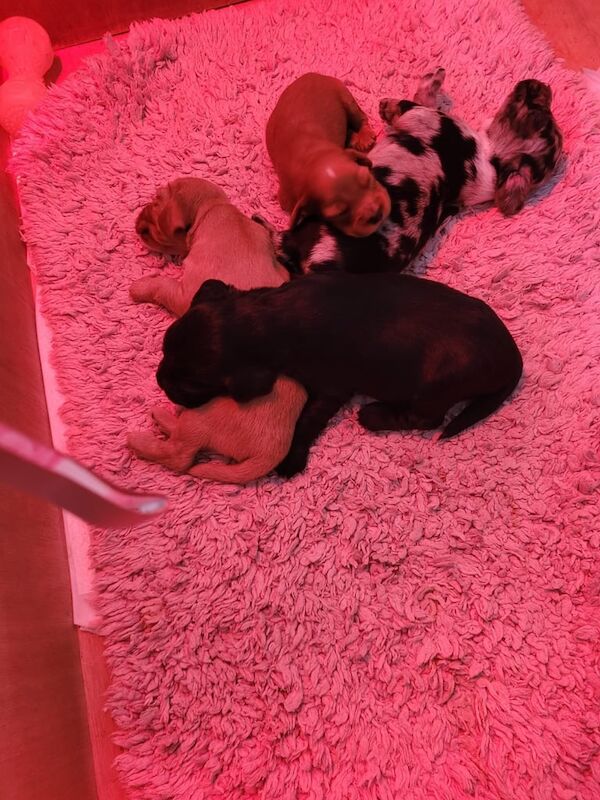 Cocker Spaniel puppies for sale in Street, Somerset – 7 weeks old - Image 2 of 3