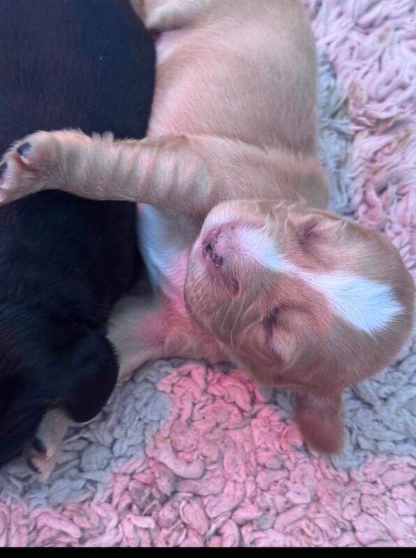 Cocker Spaniel puppies for sale in Street, Somerset – 7 weeks old - Image 3 of 3