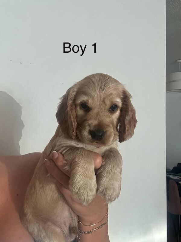 Cocker Spaniel puppies for sale in Lancing, West Sussex – 7 weeks old