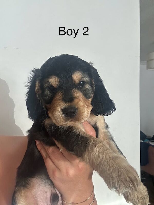 Cocker Spaniel puppies for sale in Lancing, West Sussex – 8 weeks old - Image 2 of 3