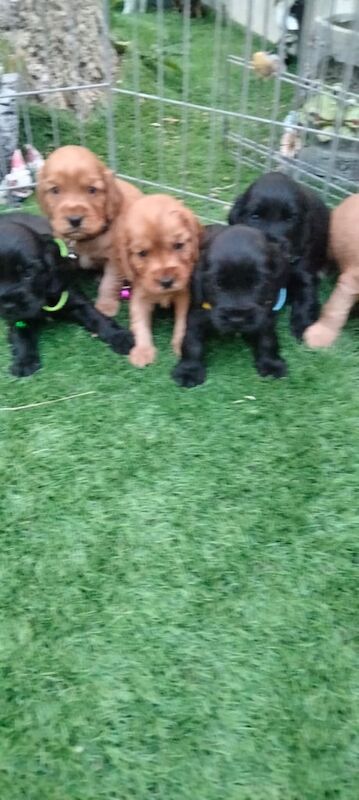 Cocker Spaniel puppies for sale in Ballycastle, County Antrim – KC registered, 7 weeks old
