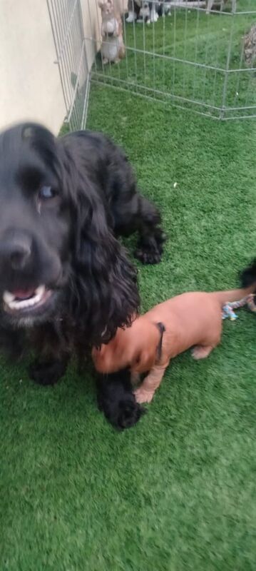Cocker Spaniel puppies for sale in Ballycastle, County Antrim – KC registered, 7 weeks old - Image 3 of 3