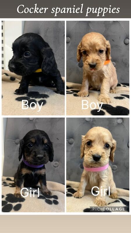 Cocker Spaniel puppies for sale in Liversedge, West Yorkshire – KC registered, 4 weeks old