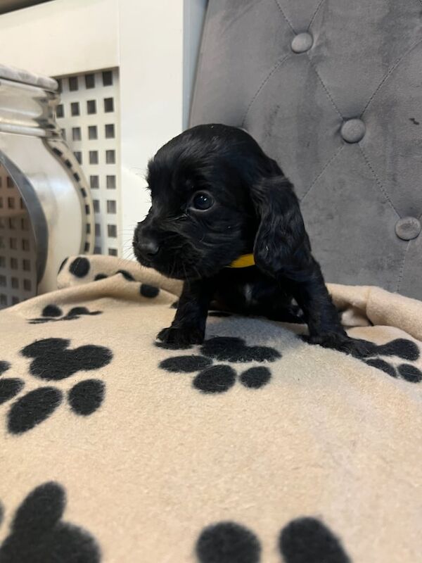 Cocker Spaniel puppies for sale in Liversedge, West Yorkshire – KC registered, 4 weeks old - Image 2 of 3