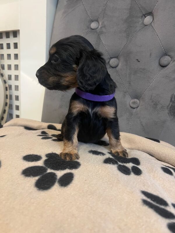 Cocker Spaniel puppies for sale in Liversedge, West Yorkshire – KC registered, 4 weeks old - Image 3 of 3