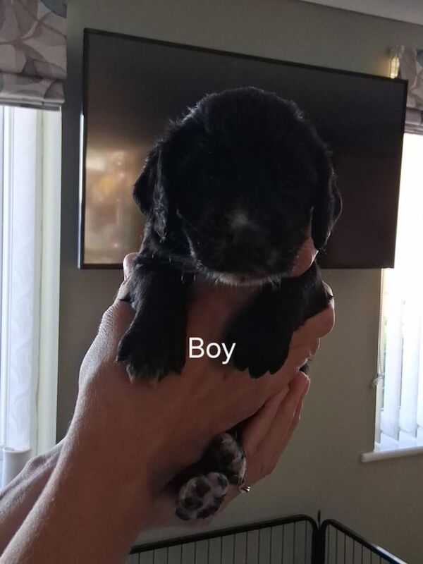 Cocker Spaniel puppies for sale in Wareham, Dorset – 4 weeks old