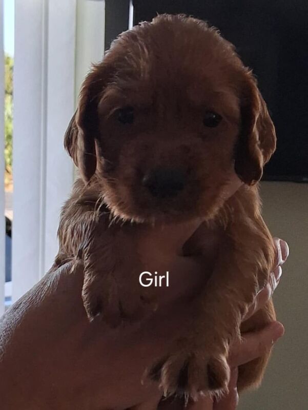 Cocker Spaniel puppies for sale in Wareham, Dorset – 4 weeks old - Image 3 of 3