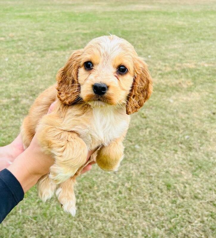 Cocker Spaniel puppies for sale in Romford, Greater London – 8 weeks old