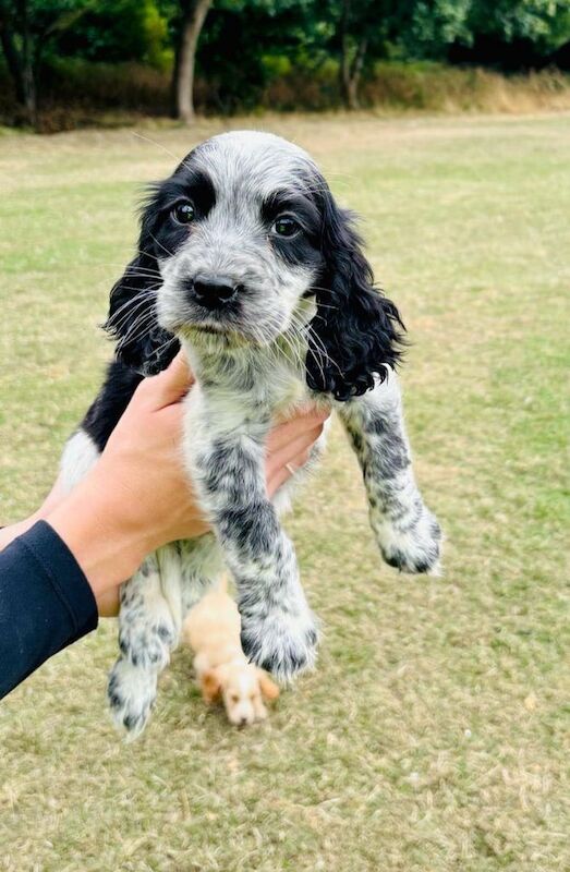 Cocker Spaniel puppies for sale in Romford, Greater London – 8 weeks old - Image 2 of 3