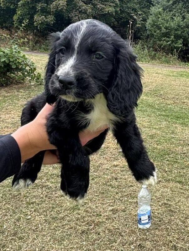 Cocker Spaniel puppies for sale in Romford, Greater London – 8 weeks old - Image 3 of 3