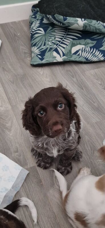 Cocker Spaniel puppies for sale in South Side, City of Edinburgh – 7 weeks old