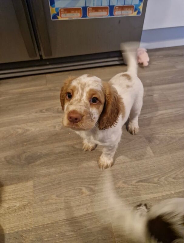 Cocker Spaniel puppies for sale in South Side, City of Edinburgh – 7 weeks old - Image 2 of 3
