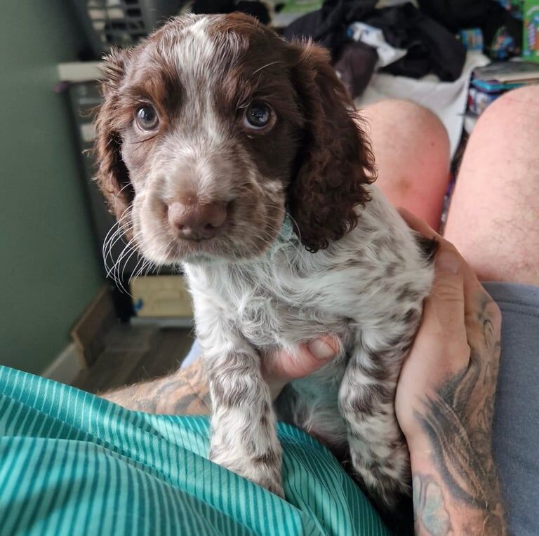 Cocker Spaniel puppies for sale in South Side, City of Edinburgh – 7 weeks old - Image 3 of 3