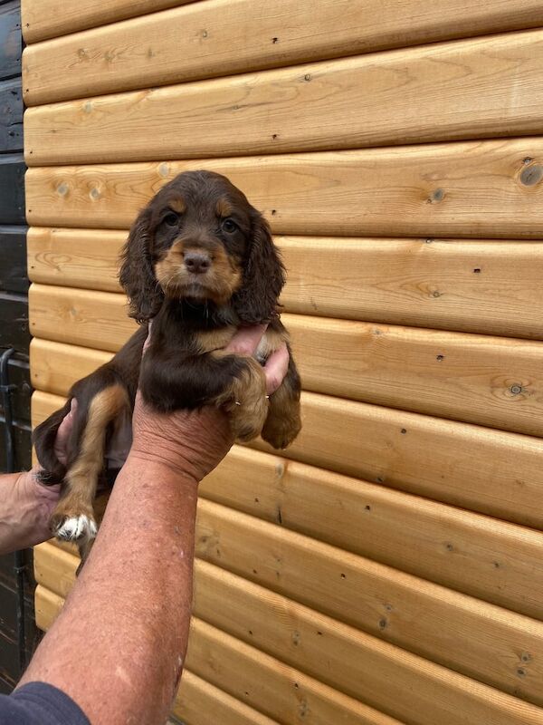 Cocker Spaniel puppies for sale in Cambridge, Cambridgeshire – 8 weeks old