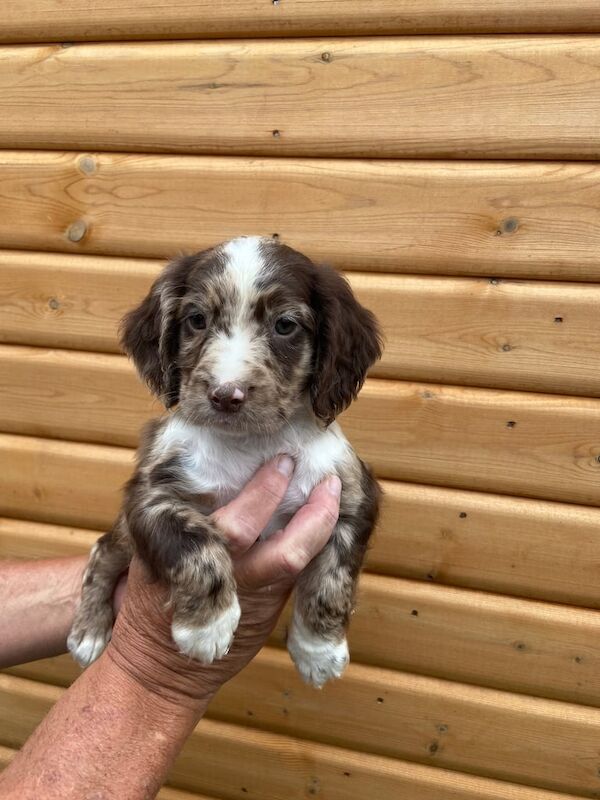 Cocker Spaniel puppies for sale in Cambridge, Cambridgeshire – 8 weeks old - Image 2 of 3