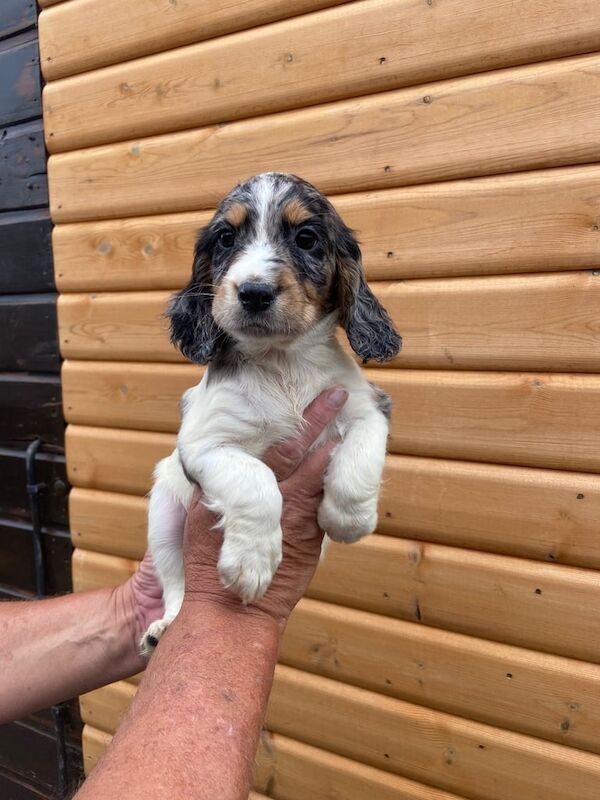 Cocker Spaniel puppies for sale in Cambridge, Cambridgeshire – 8 weeks old - Image 3 of 3