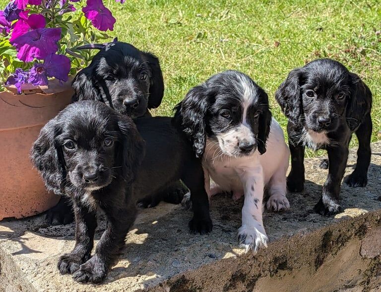 Cocker Spaniel puppies for sale in Bishop Auckland, Durham – 8 weeks old